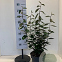 Elaeagnus ebbingei 60-80 cm 7,5L