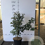 Elaeagnus ebbingei 60-80 cm 7,5L