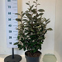 Elaeagnus ebb. 'Compacta' 50-60 cm 7,5L