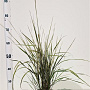 Calamagrostis acut. 'Overdam' 50-60 cm 4,0L