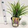 Liriope muscari 'Big Blue' 20-30 cm 2,0L