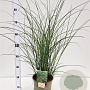 Miscanthus sin. 'Gracillimus' 60-80 cm 4,0L