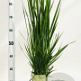 Panicum virgatum 'Northwind' gm 4,0L