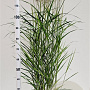 Panicum virgatum 'Squaw' 60-80 cm 4,0L