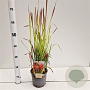 Imperata cylindrica 'Red Baron' 25-30 cm 2,0L