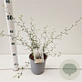 Sophora prostata 'Little Baby' 30-40 cm 2,5L