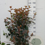 Physocarpus opulif. 'Diabolo' 80-100 cm 10L