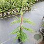 Cupressocyparis leylandii 100-125 cm 3,0L