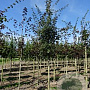 Acer campestre 14-16 HO draadkluit