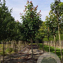 Acer rubrum 'Scanlon' 14-16 HO draadkluit