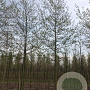 Alnus spaethii 18-20 HO draadkluit