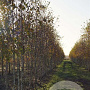 Betula pendula 12-14 HO draadkluit