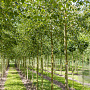 Betula pubescens 12-14 HO draadkluit