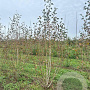 Betula utilis jacquemontii 250-300 cm draadkluit meerstammig