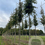 Carpinus betulus 18-20 HO draadkluit