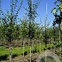 Crataegus media 'Paul's Scarlet' 6-8 HO draadkluit