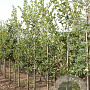Crataegus persimilis 'Splendens' 6-8 HO draadkluit