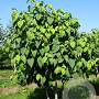 Davidia involucrata 300-350 cm draadkluit meerstammig