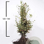Fagus sylvatica 125-150 cm wortelgoed