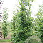 Fagus sylvatica 18-20 HO draadkluit geveerd