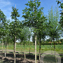 Juglans regia 20-25 HO draadkluit