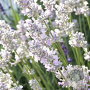 Lavandula int. 'Edelweiss' GM P9