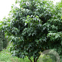 Liquidambar styraciflua 400-450 cm draadkluit meerstammig