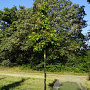 Liquidambar styraciflua 14-16 HO draadkluit