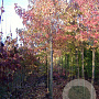 Liquidambar s. 'Worplesdon' 16-18 HO draadkluit