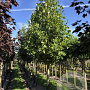 Liriodendron tulipifera 20-25 HO draadkluit