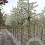 Malus 'Red Sentinel' 12-14 HO draadkluit