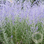 Perovskia atripl. 'Little Spire' GM P9