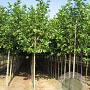 Platanus hispanica 12-14 HO draadkluit