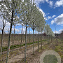 Pyrus calleryana 'Chanticleer' 16-18 HO draadkluit