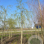 Salix sepulcralis 'Chrysocoma' 12-14 HO draadkluit