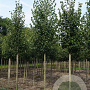 Tilia cordata 'Greenspire' 16-18 HO draadkluit