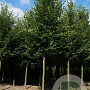 Tilia cordata 'Greenspire' 20-25 HO draadkluit