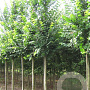 Ulmus 'Lobel' 14-16 HO draadkluit