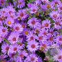 Aster 'Wood's Purple' GM P9