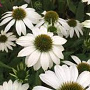 Echinacea p. Powwow White GM P9