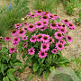 Echinacea p. Powwow Wild Berry GM P9