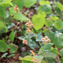 Epimedium pubigerum 'Orangekönigin' GM P9