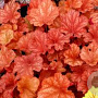 Heuchera 'Rio' GM P9