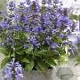Nepeta Neptune GM P9