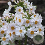 Primula japonica 'Alba' GM P9