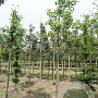 Ginkgo biloba 12-14 HO draadkluit