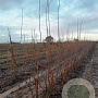 Prunus serrula 200-250 cm draadkluit meerstammig