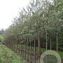 Prunus serrula 14-16 HO draadkluit