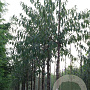 Prunus serrula 18-20 HO draadkluit