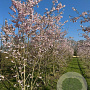 Prunus subh. 'Autumnalis Rosea' 400-450 cm draadkluit meerstammig